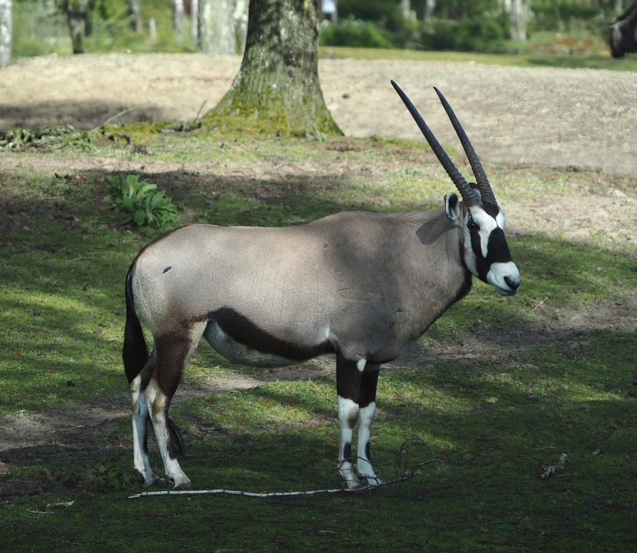 Gemsbok (Oryx gazella), 2024-04-06