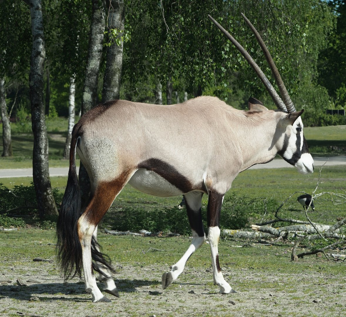 Gemsbok (Oryx gazella), 2025-04-30
