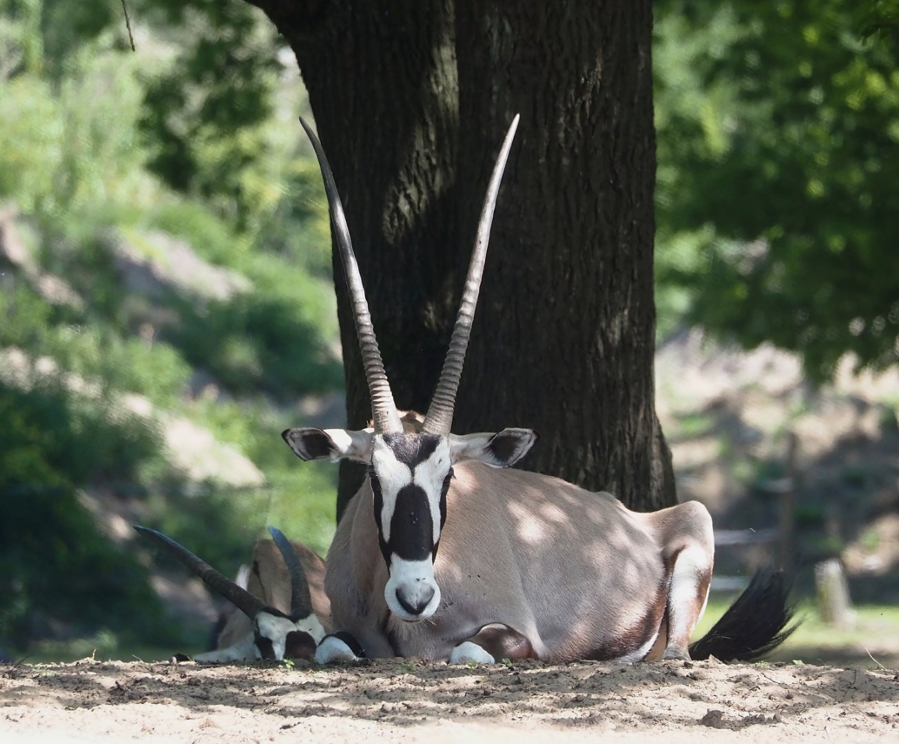 Gemsbok (Oryx gazella), 2025-04-30