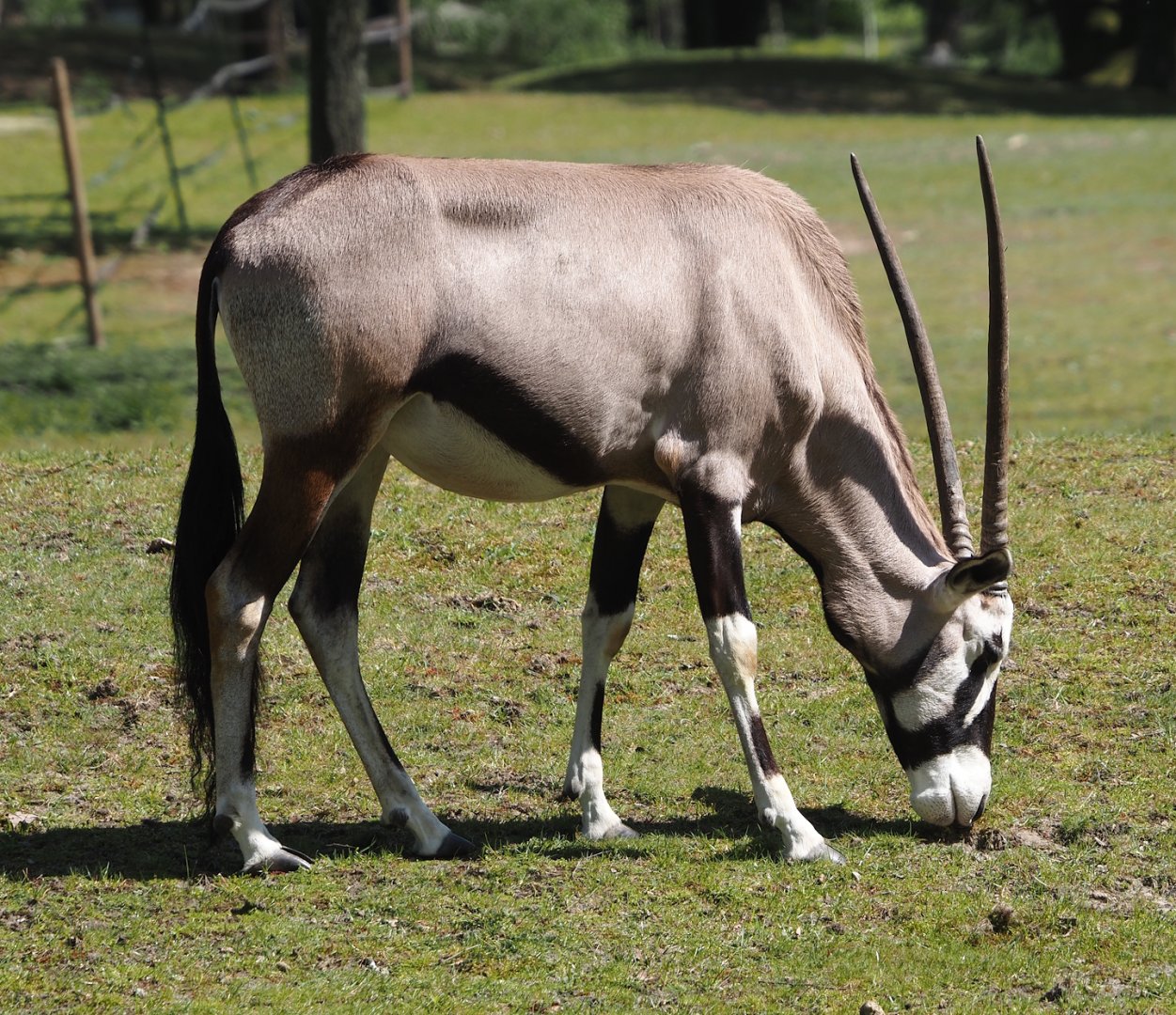 Gemsbok (Oryx gazella), 2025-04-30