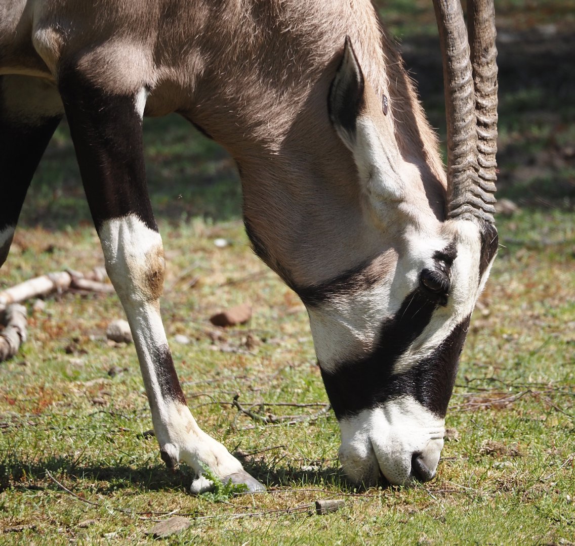 Gemsbok (Oryx gazella), 2025-04-30