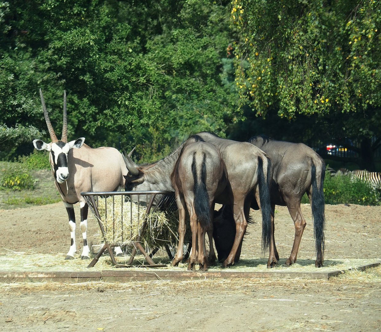 Gemsbok (Oryx gazella) and Blue wildebeest (Connochaetes taurinus taurinus), 2023-08-15