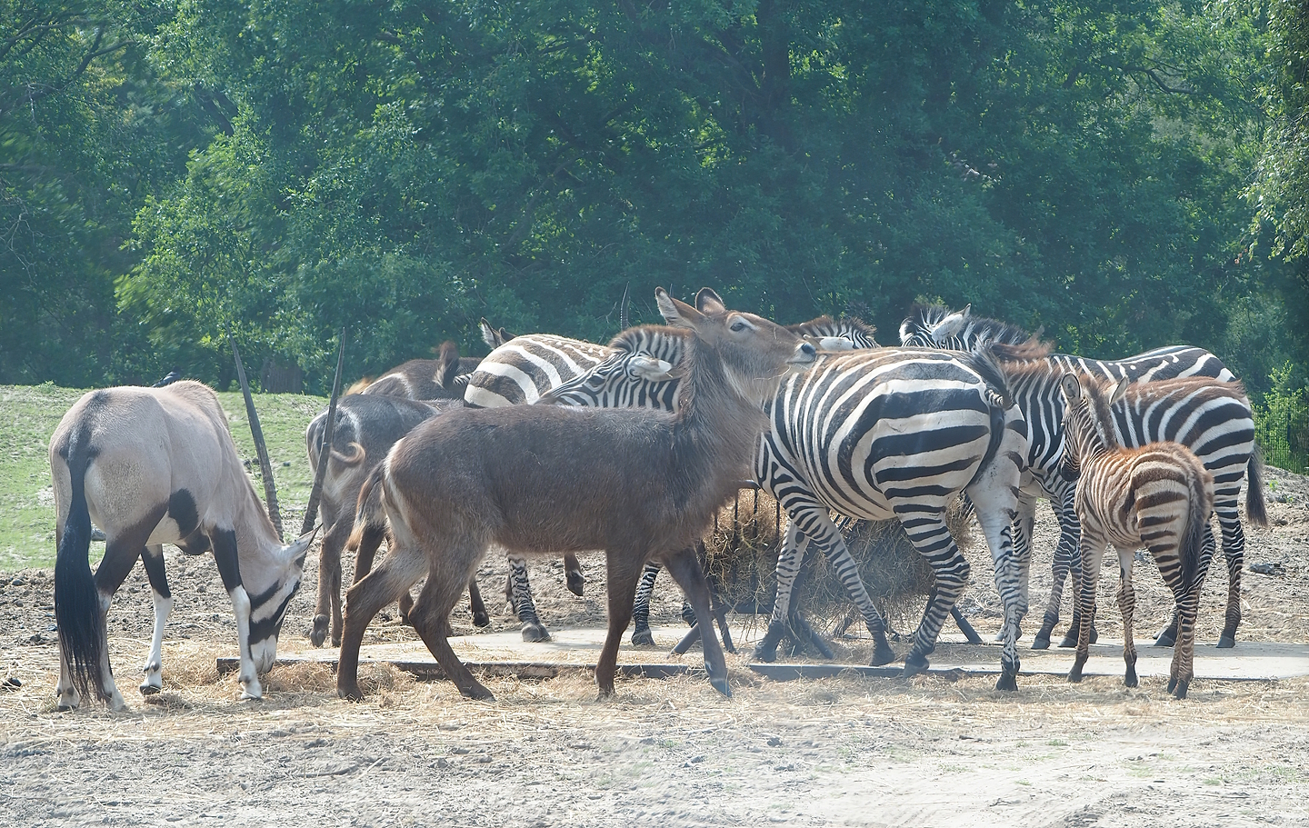 Gemsbok (Oryx gazella), Ellipsen waterbuck (Kobus ellipsiprymnus ellipsiprymnus) and Grant`s zebra (Equus quagga boehmi), 2022-06-12