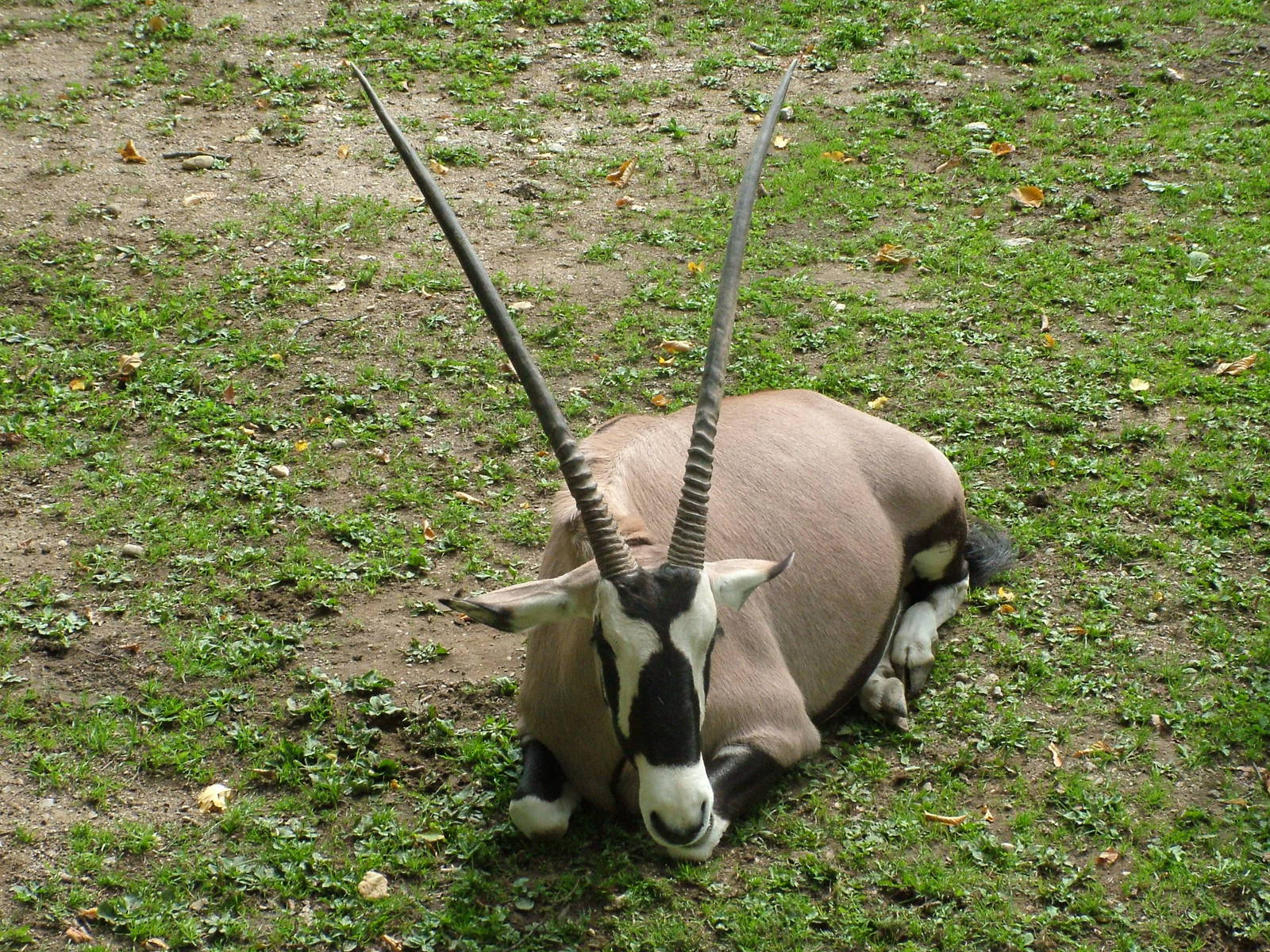 Gemsbok (Oryx gazella gazella) at Salzburg Zoo