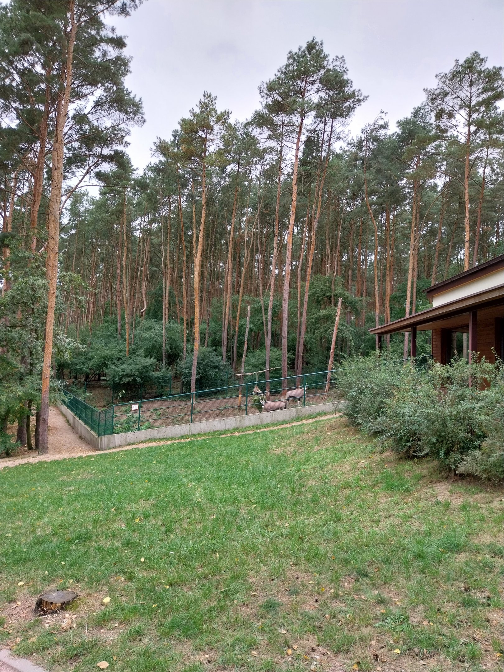Gemsbok (Oryx gazella gazella) - enclosure