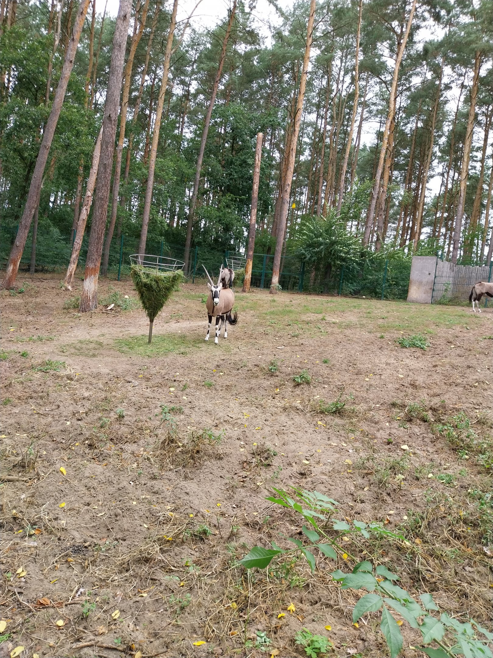 Gemsbok (Oryx gazella gazella) - enclosure