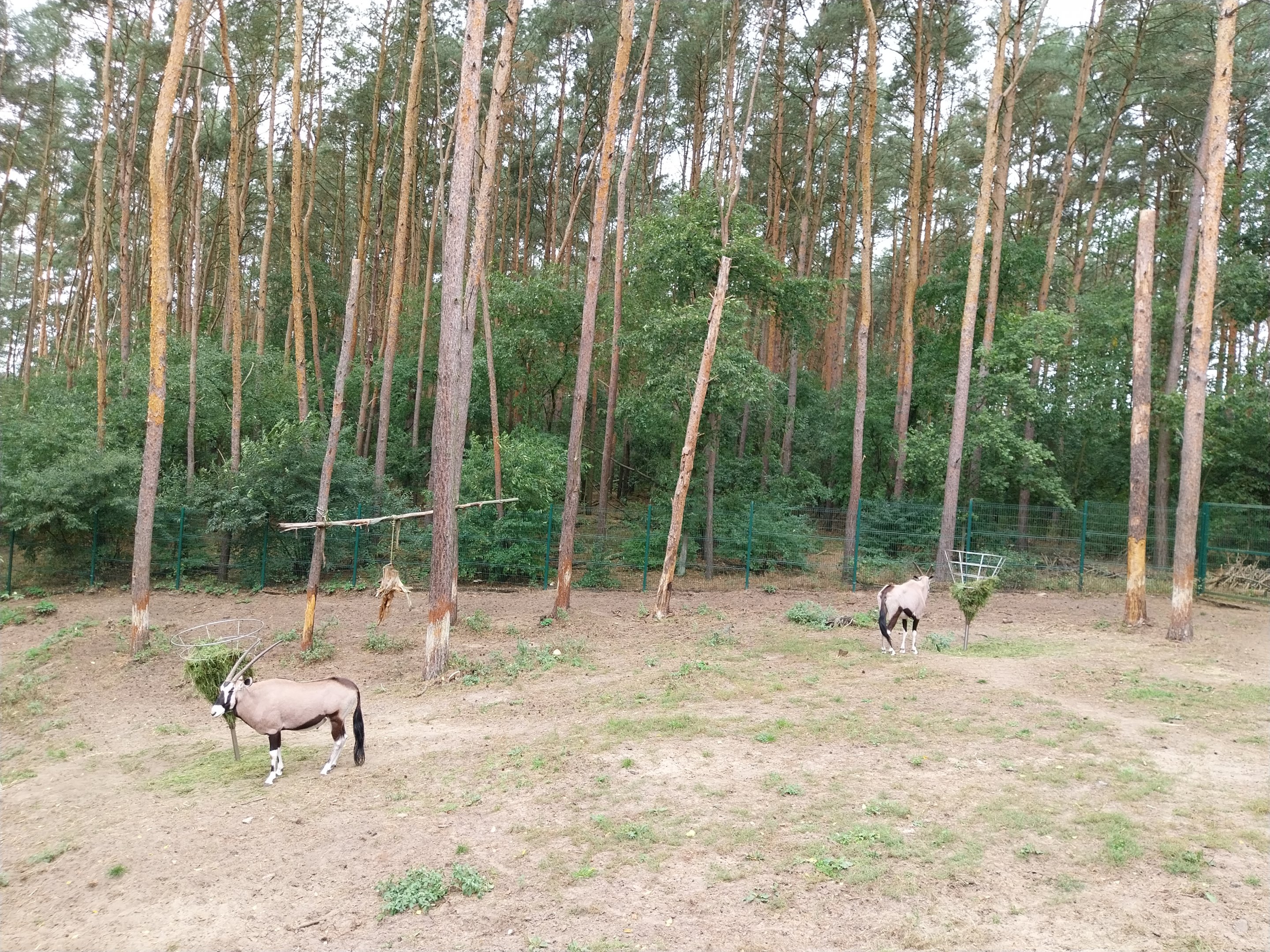 Gemsbok (Oryx gazella gazella) - enclosure