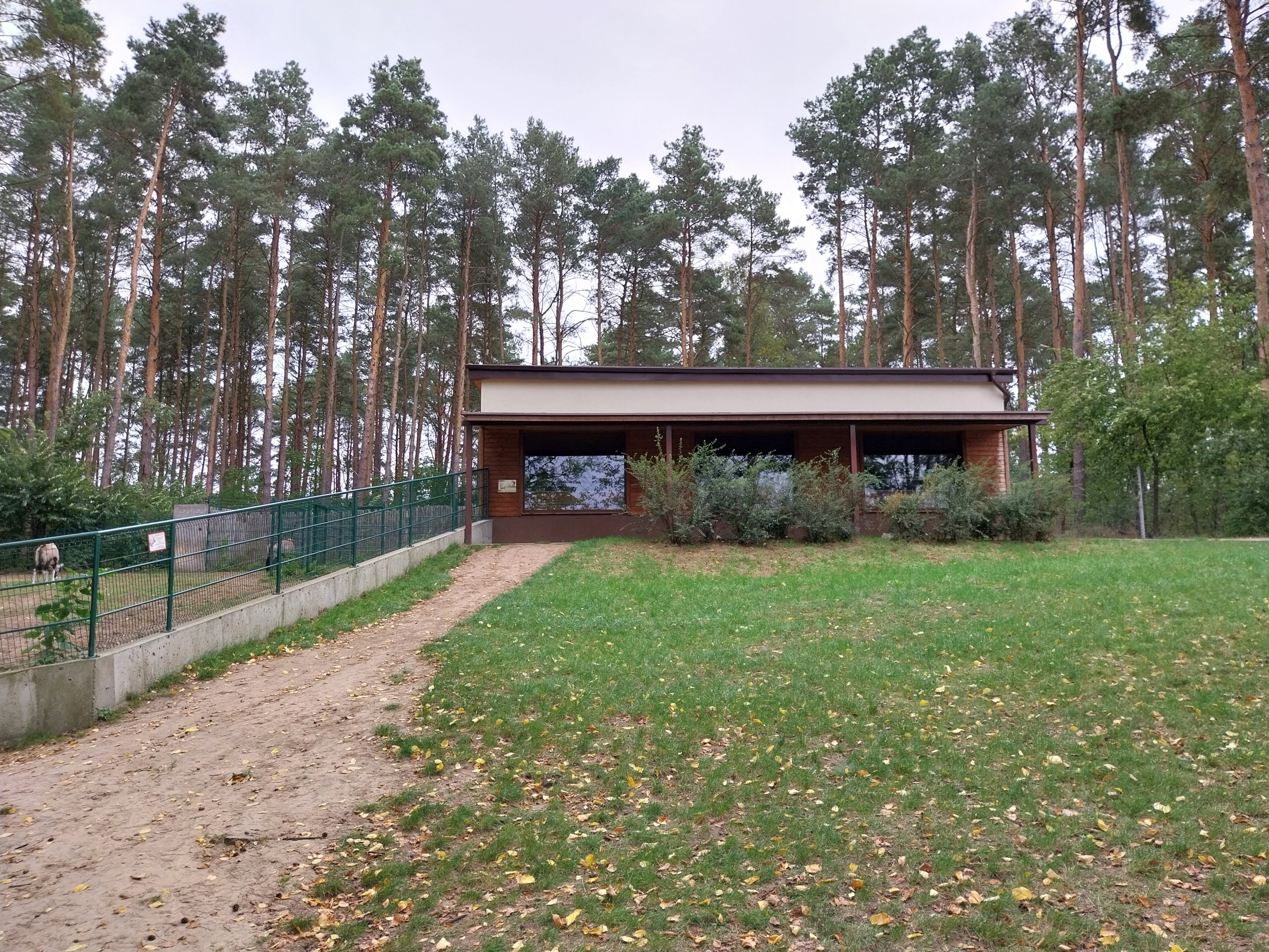 Gemsbok (Oryx gazella gazella) - stable