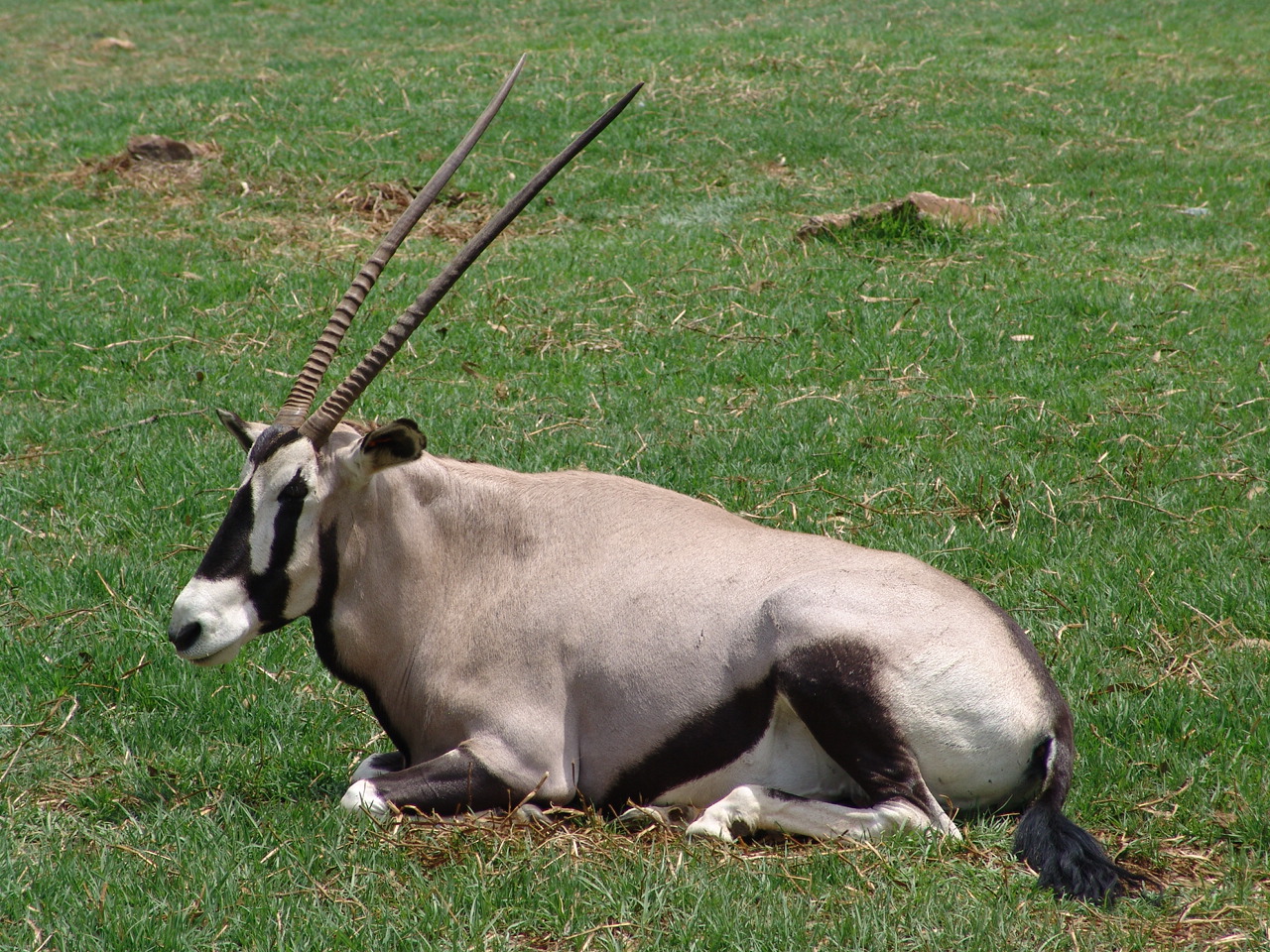 Gemsbok (Oryx gazella gazella)