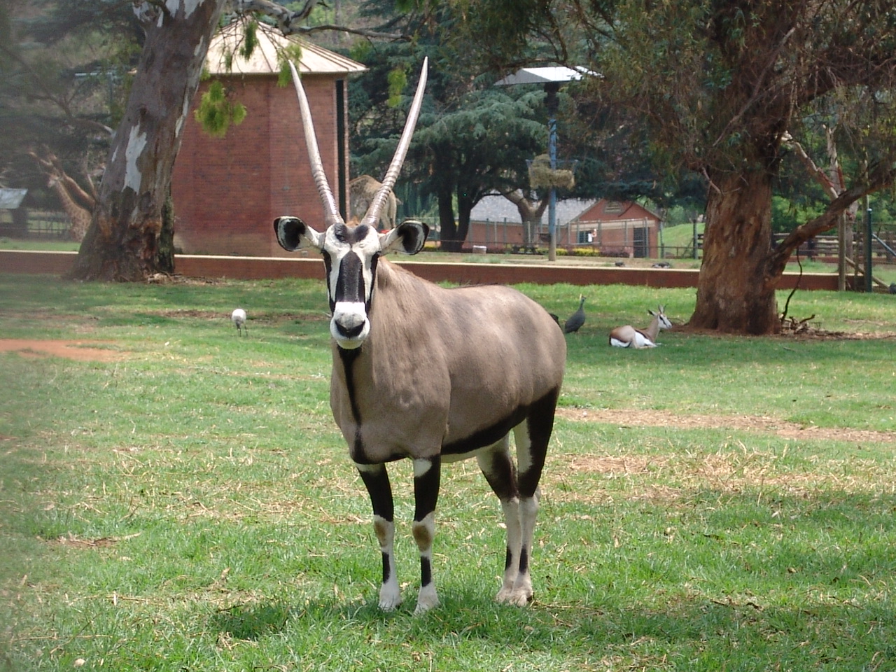 Gemsbok (Oryx gazella gazella)