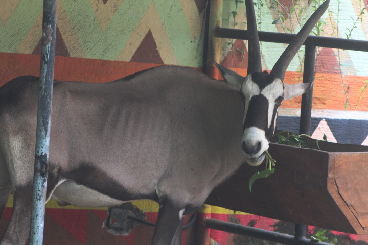 Gemsbok (Oryx gazella) - Maharani Zoo & Goa