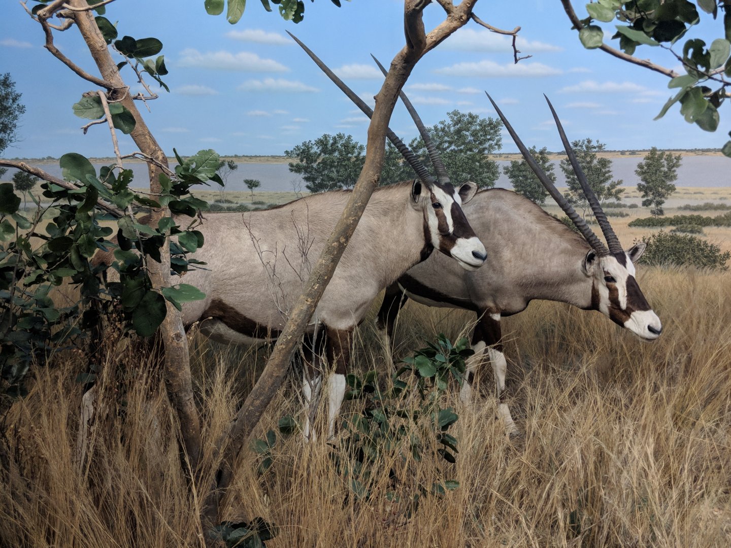 Gemsbok (Oryx gazella)