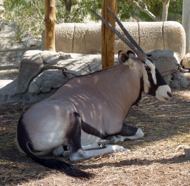 Gemsbok (Oryx gazella)