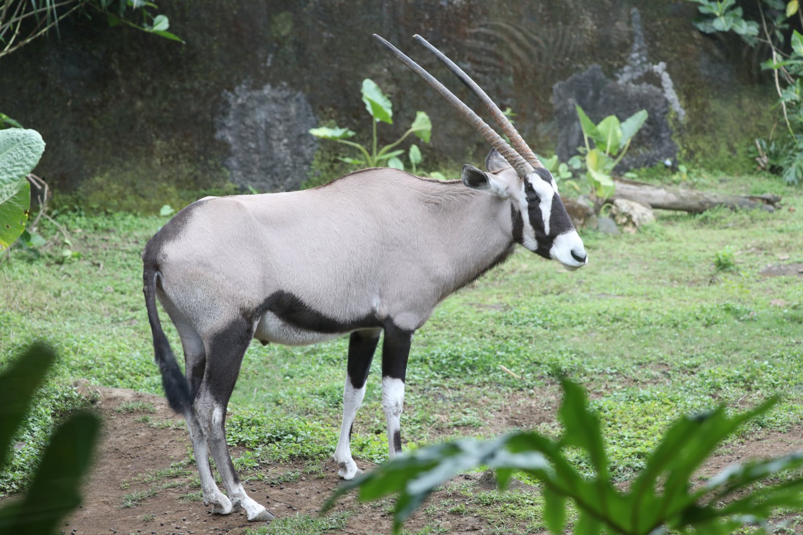 gemsbok (Oryx gazella)