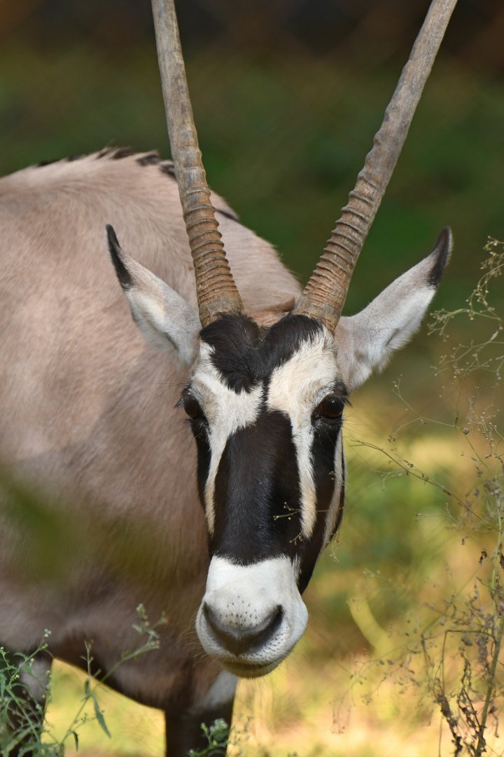 Gemsbok (Oryx gazella)