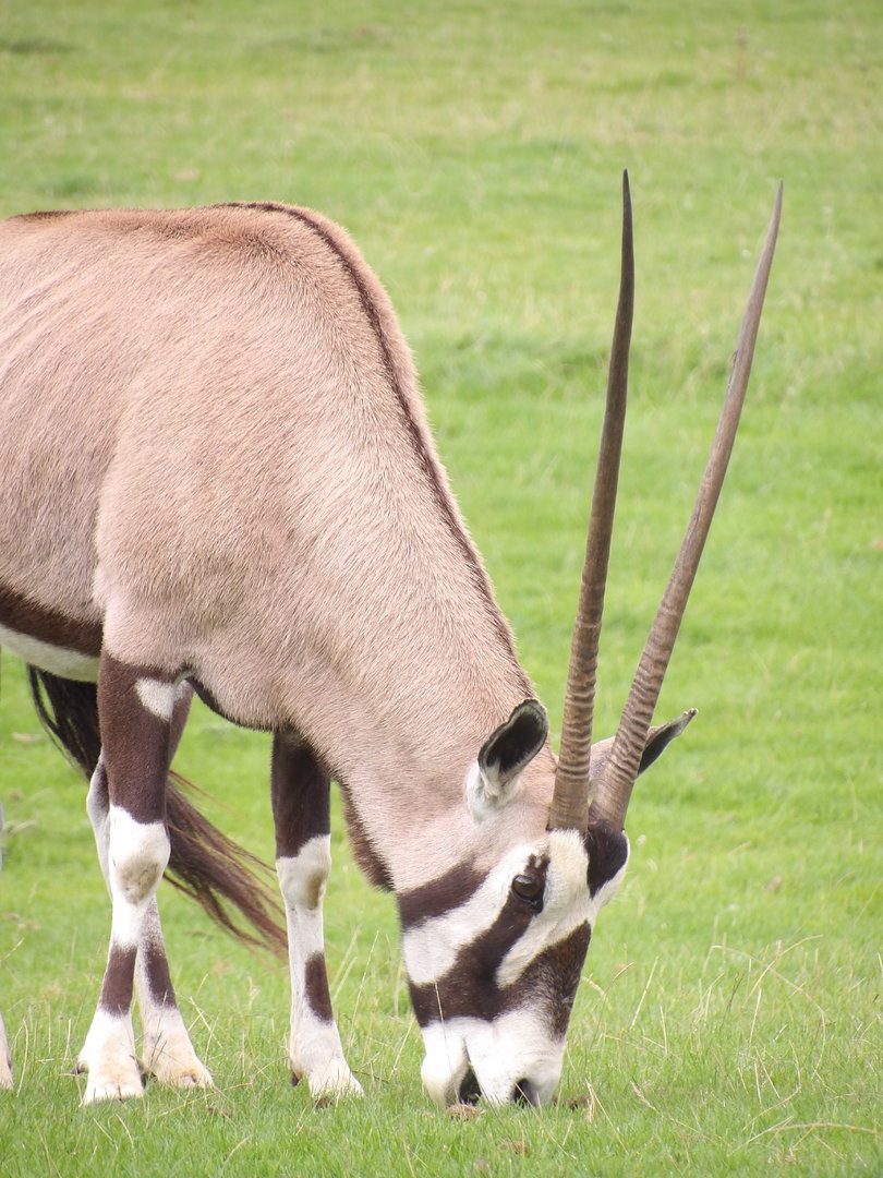 Gemsbok (Oryx gazella)