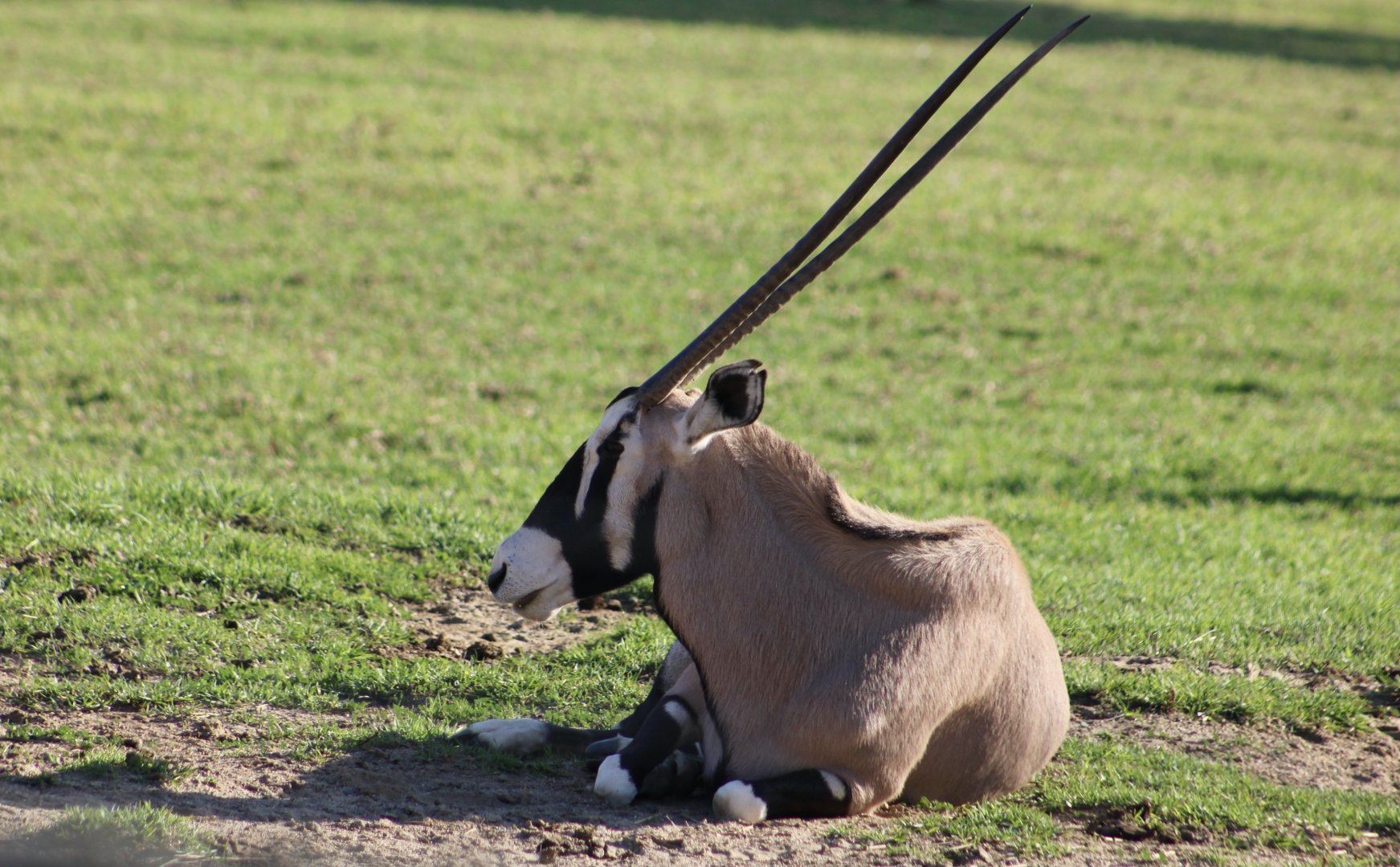 Gemsbok (Oryx gazella)