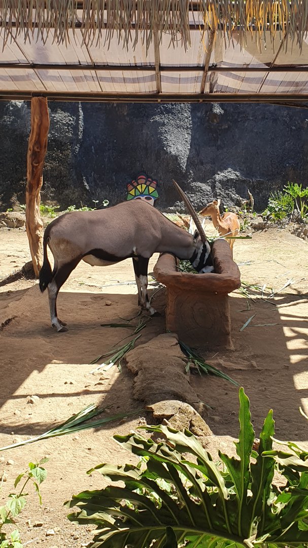 Gemsbok (Oryx gazella)