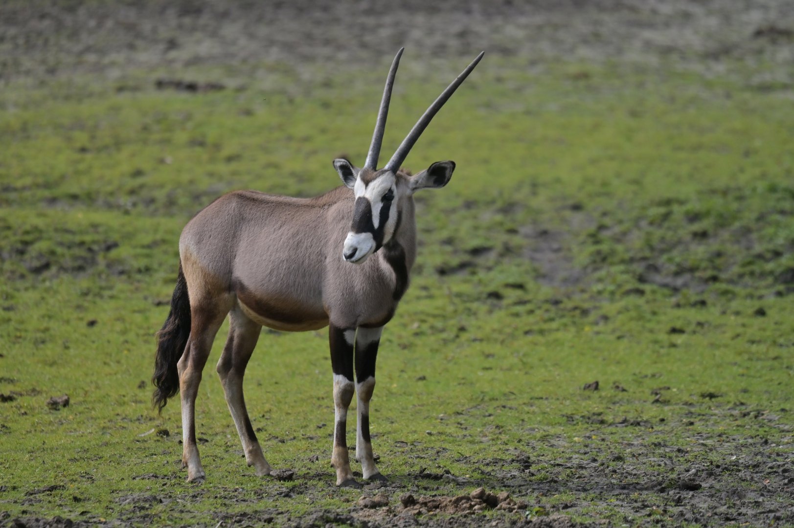 Gemsbok (Oryx gazella)