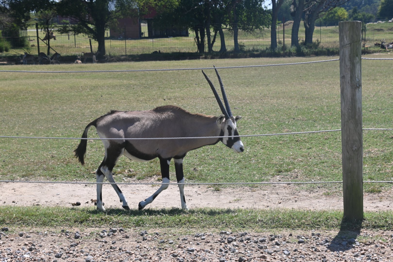 Gemsbok (Oryx gazella)