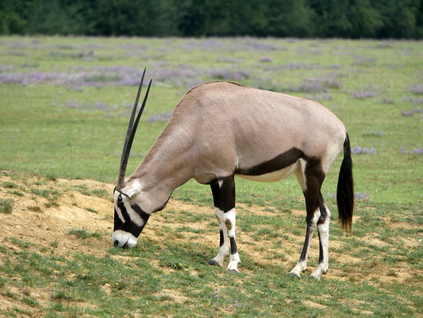 Gemsbok (Oryx gazella)