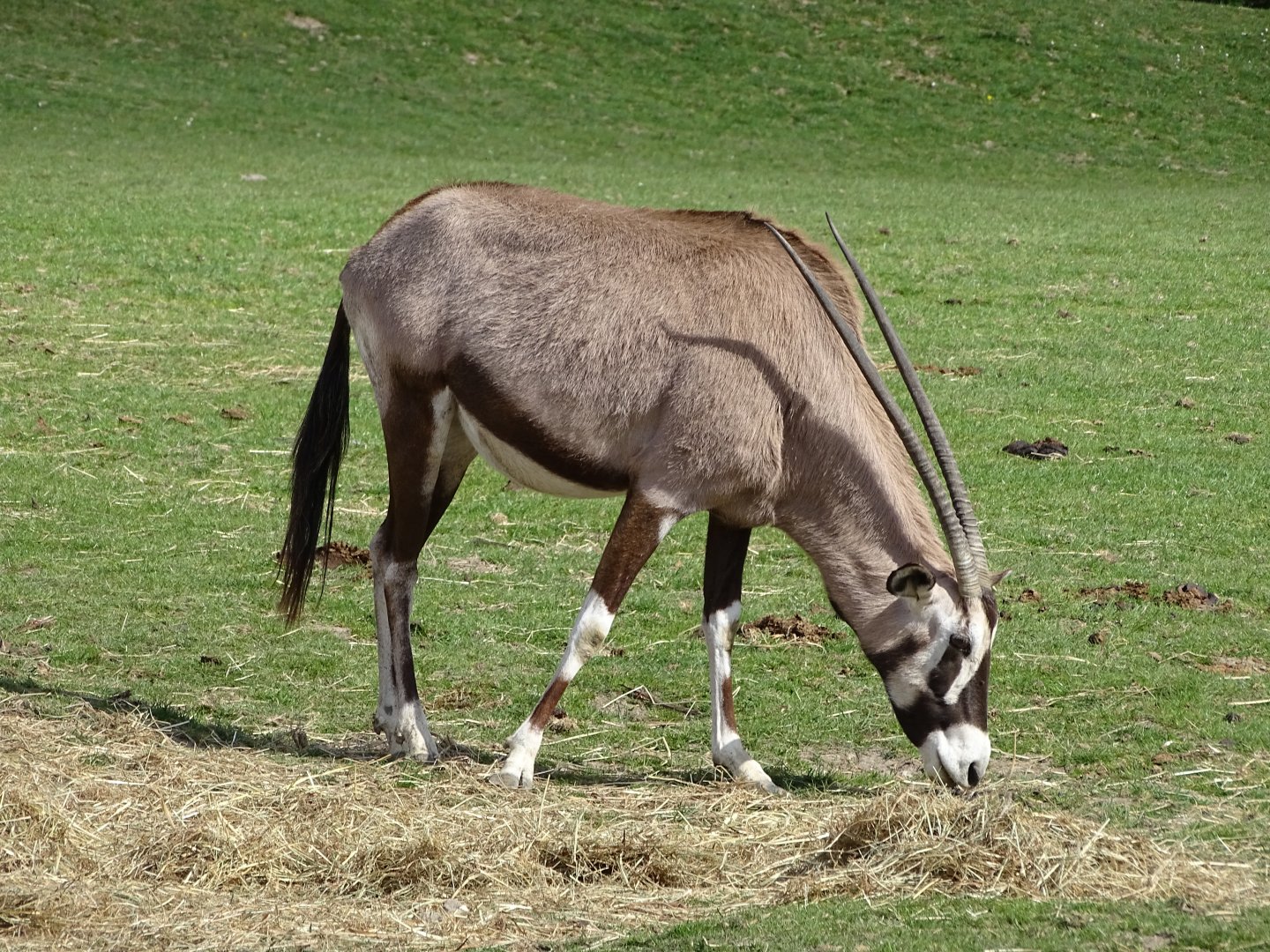 Gemsbok (Oryx gazella)
