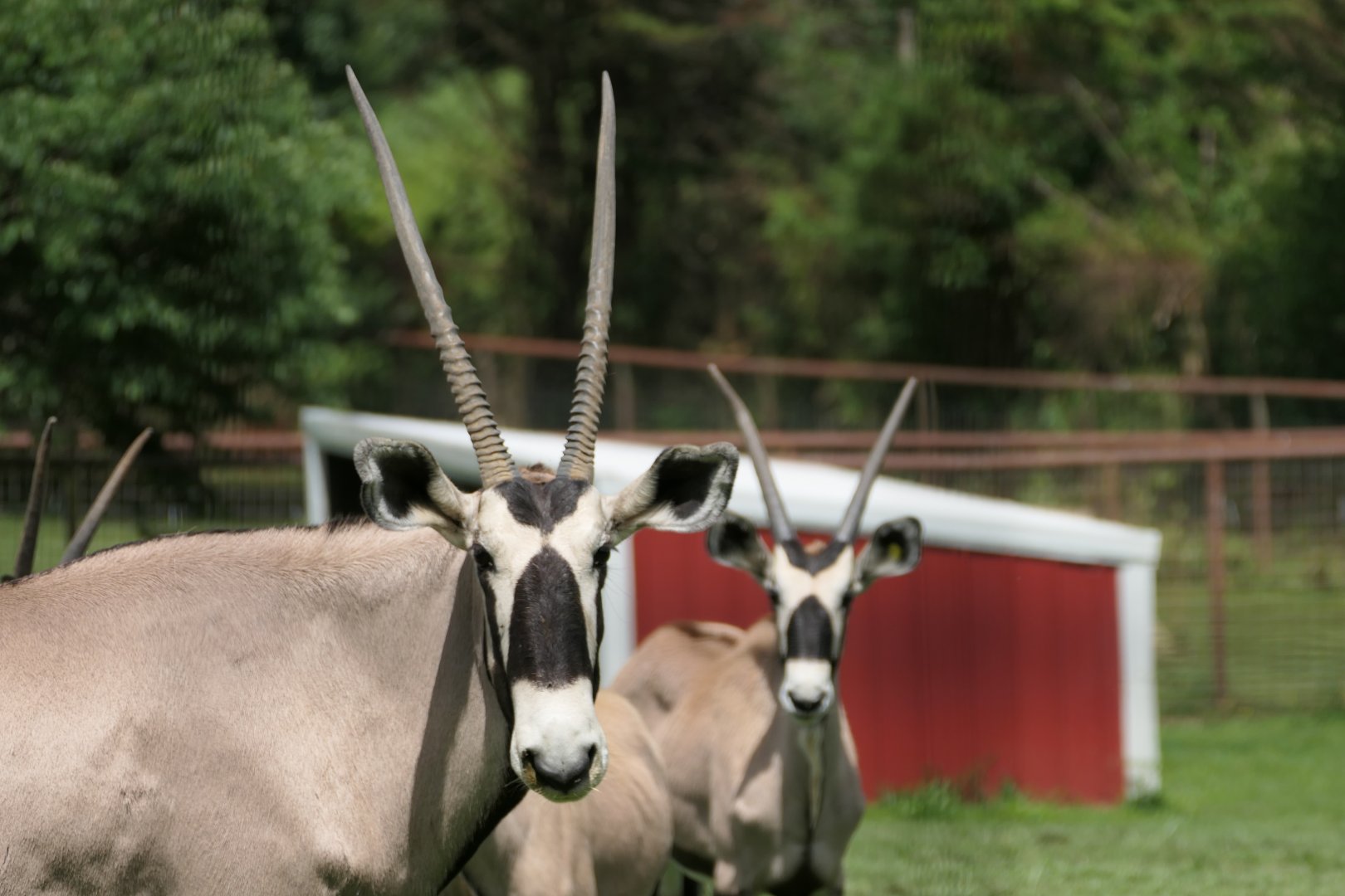 Gemsbok - Oryx gazella
