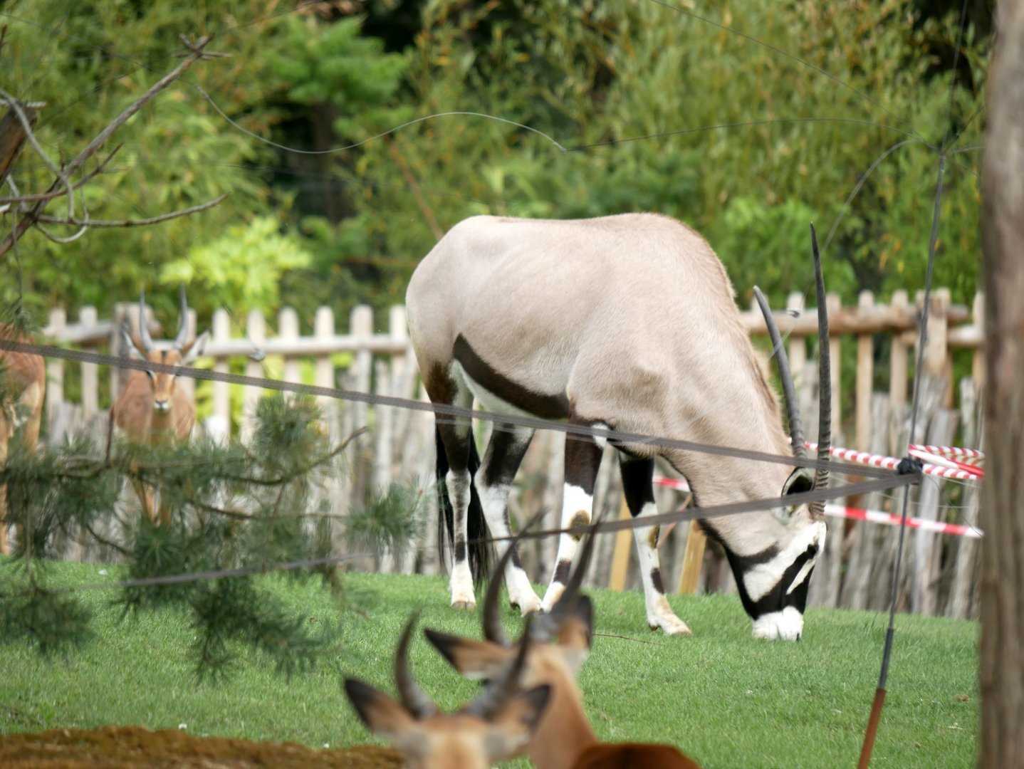 Gemsbok (Oryx gazella)
