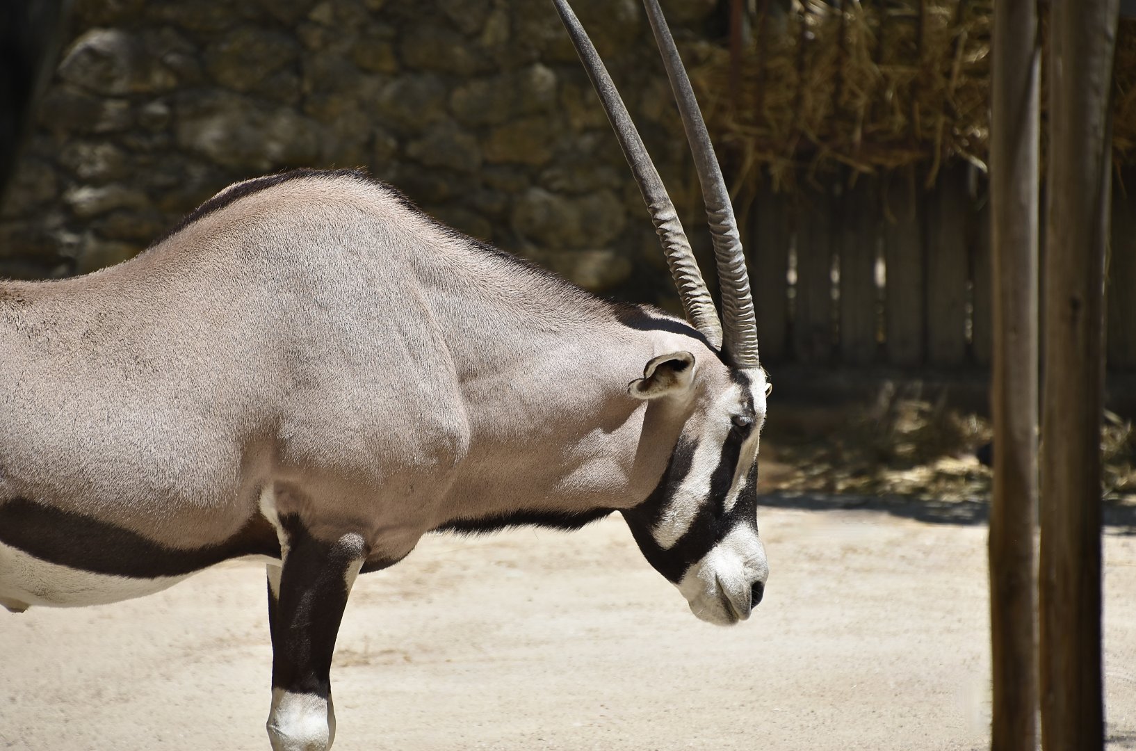 Gemsbok (Oryx gazella)