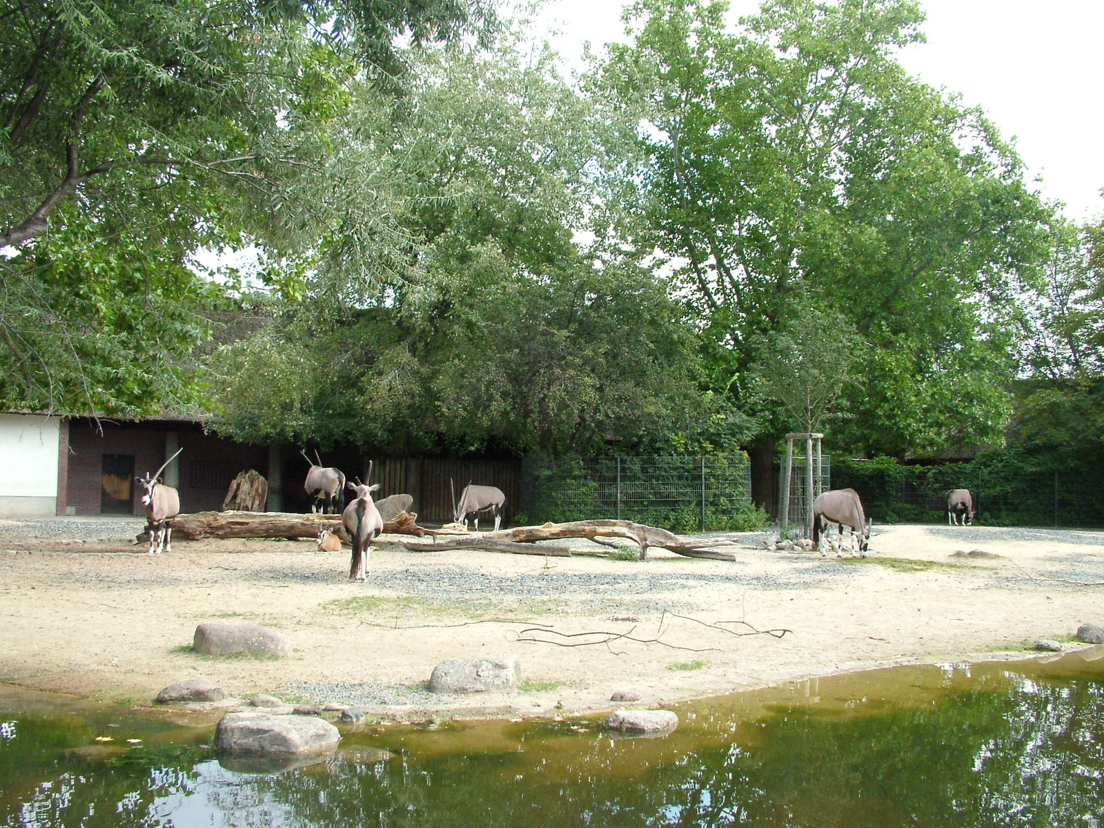 Gemsbok Paddock at Berlin Zoo, 31/08/11