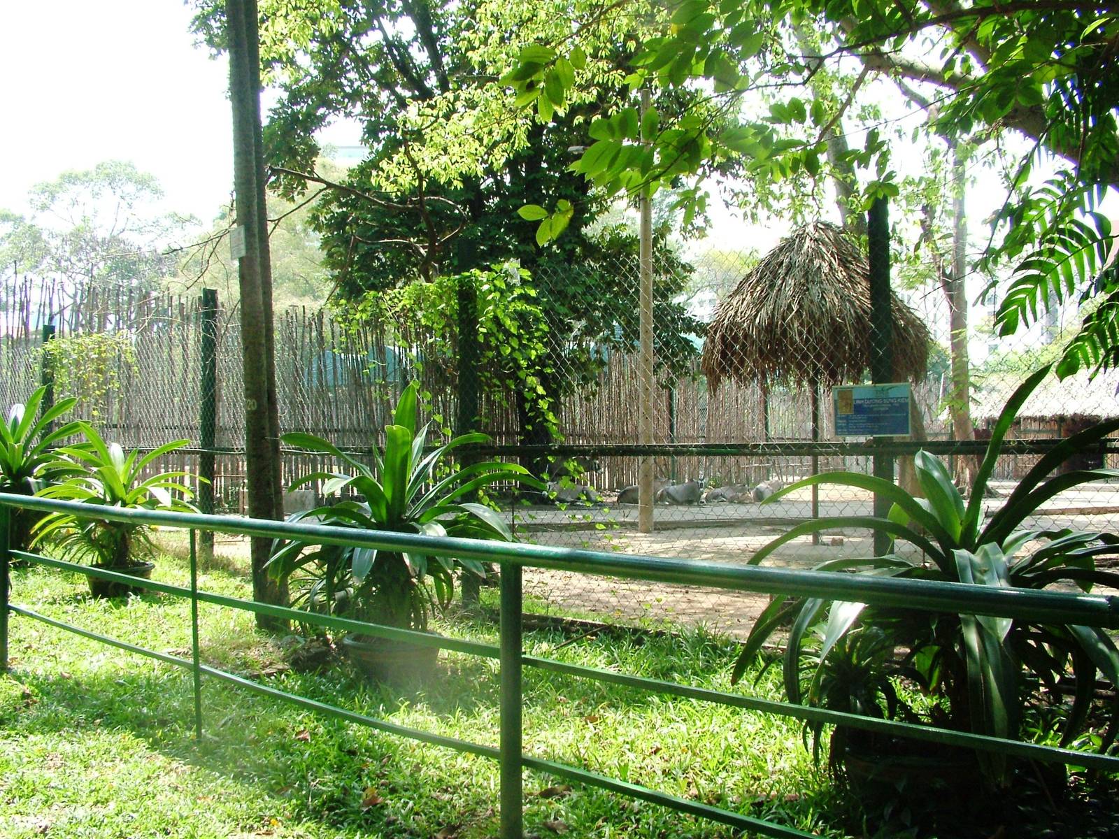 Gemsbok Paddock at Saigon Zoo, 16/03/12