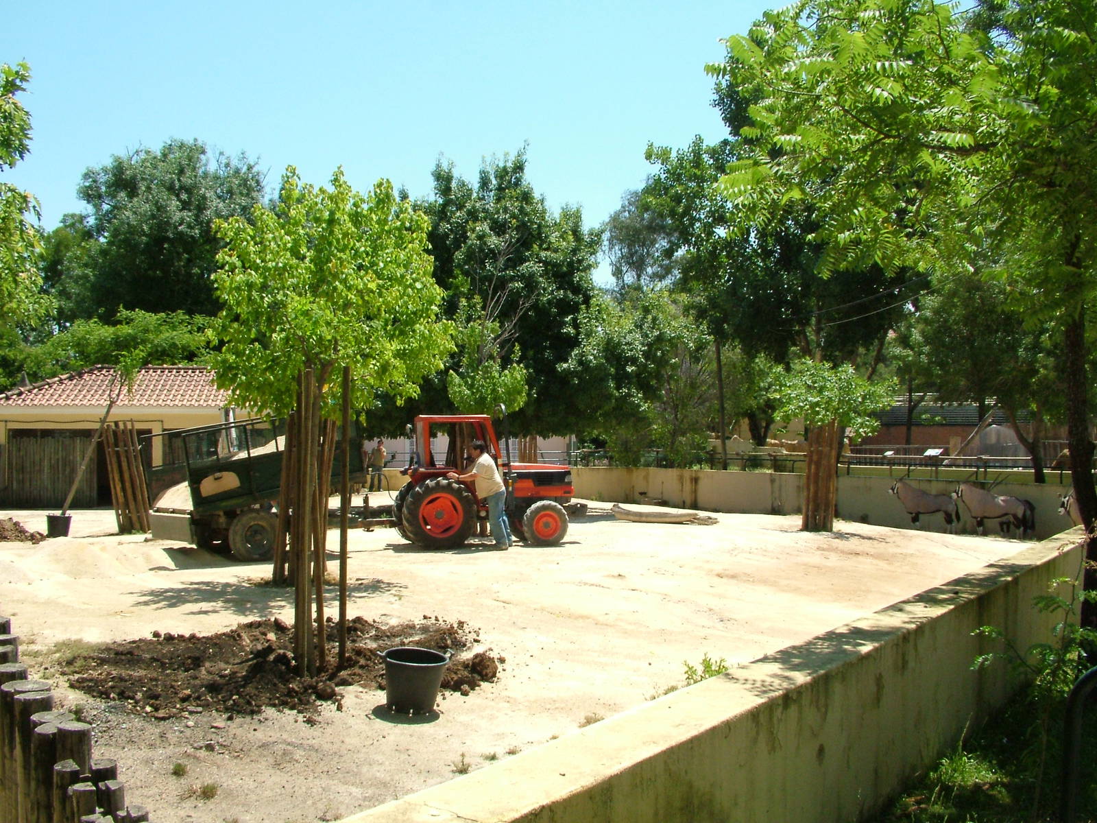 Gemsbok Paddock Resurfacing at Lisbon Zoo, 24/05/11