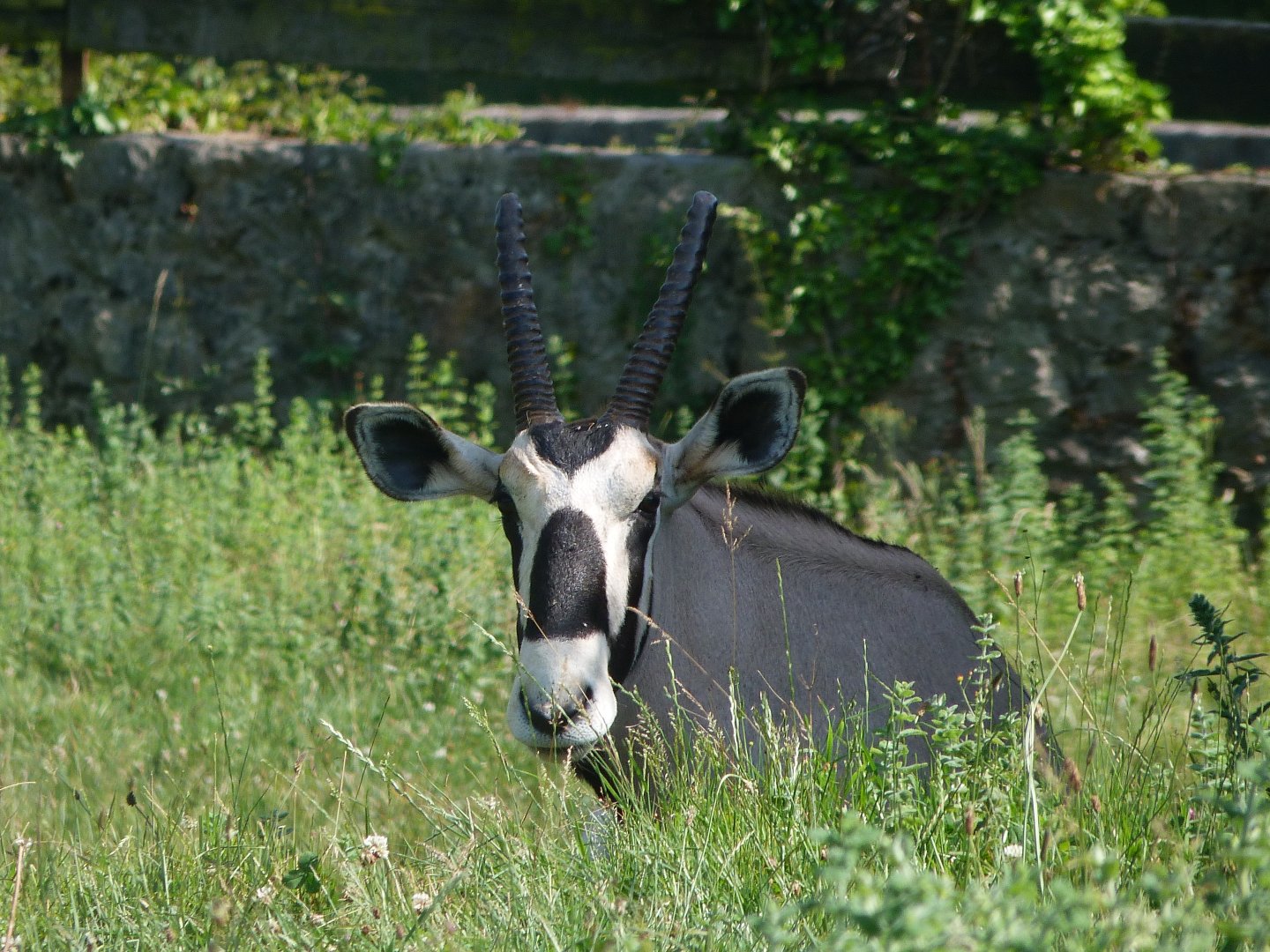 Gemsbok -Parque de la Naturaleza de Cabárceno (2025)