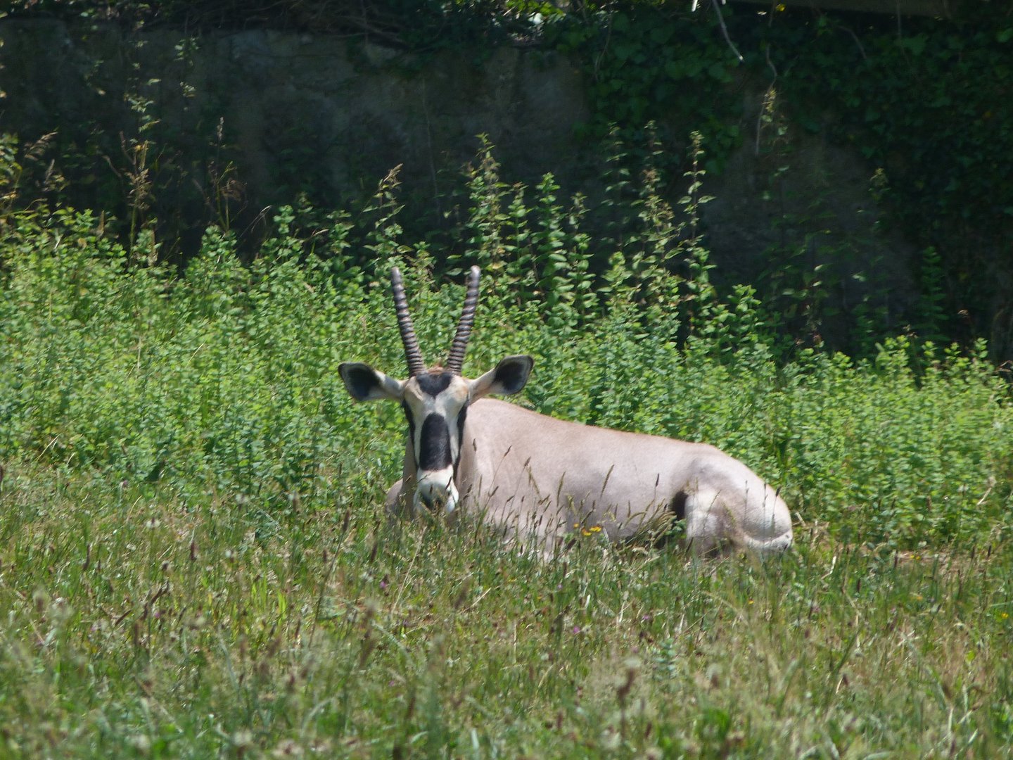 Gemsbok -Parque de la Naturaleza de Cabárceno (2025)