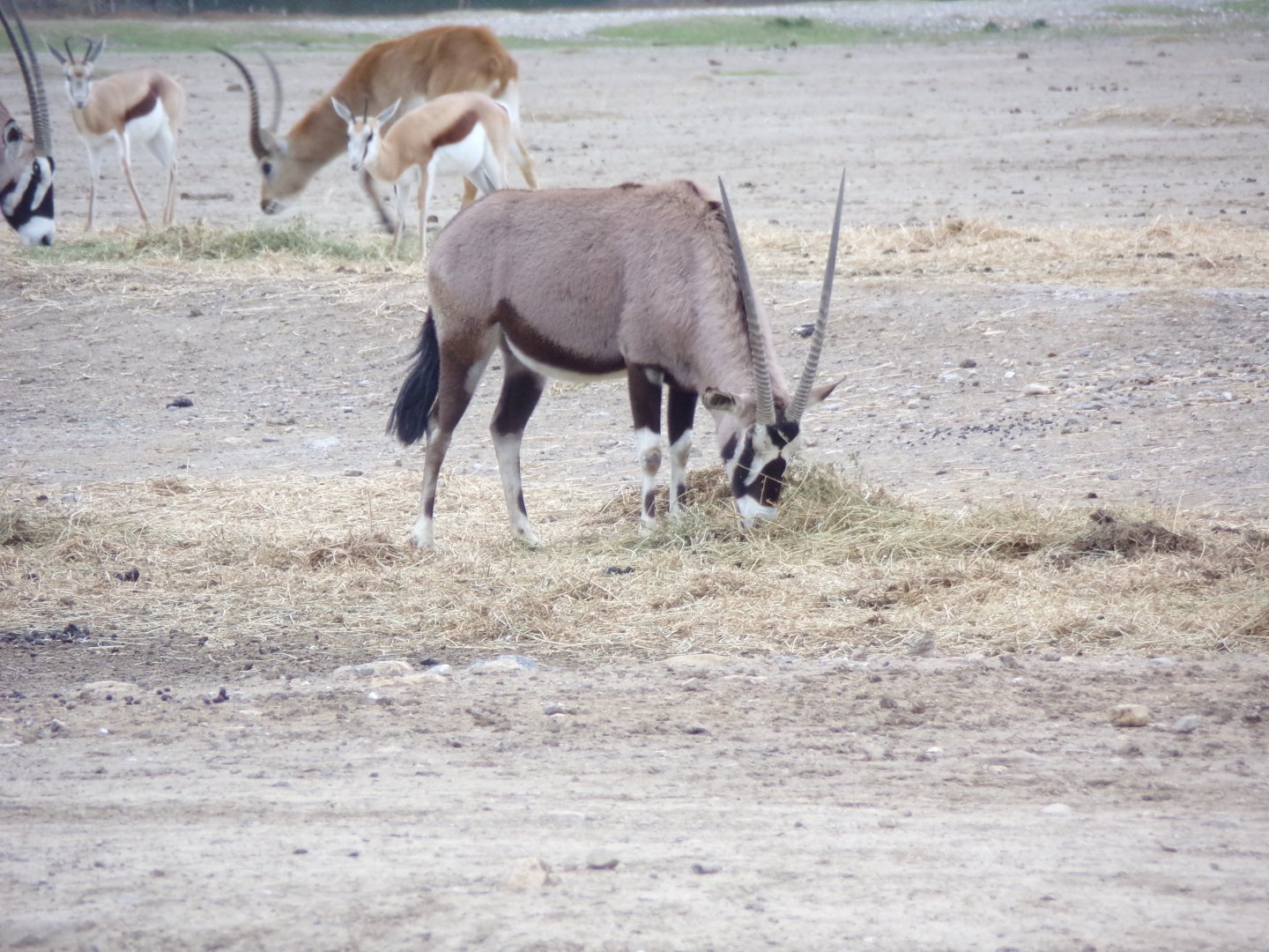 Gemsbok, Red Lechwe and Springbok - Réserve Africaine de Sigean (2024)