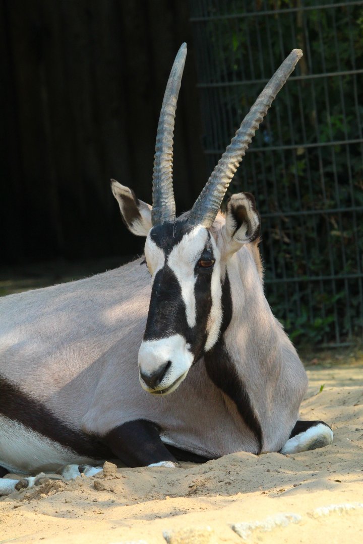 Gemsbok- September 2024