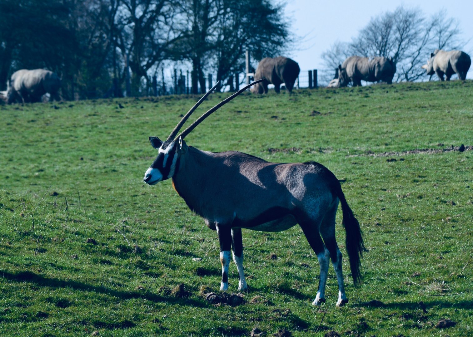 Gemsbok w/ Southern White Rhino
