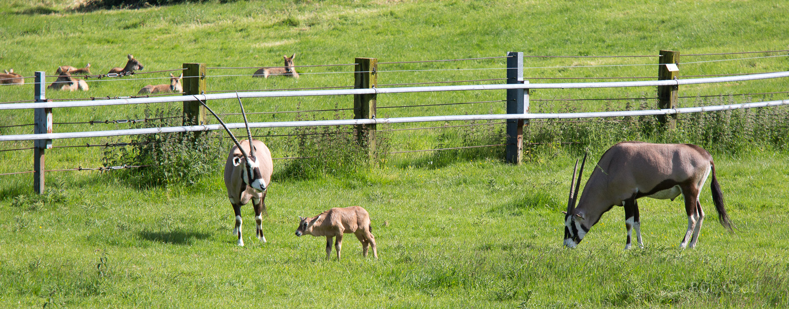 Gemsbok : Whipsnade : 06 Jun 2014