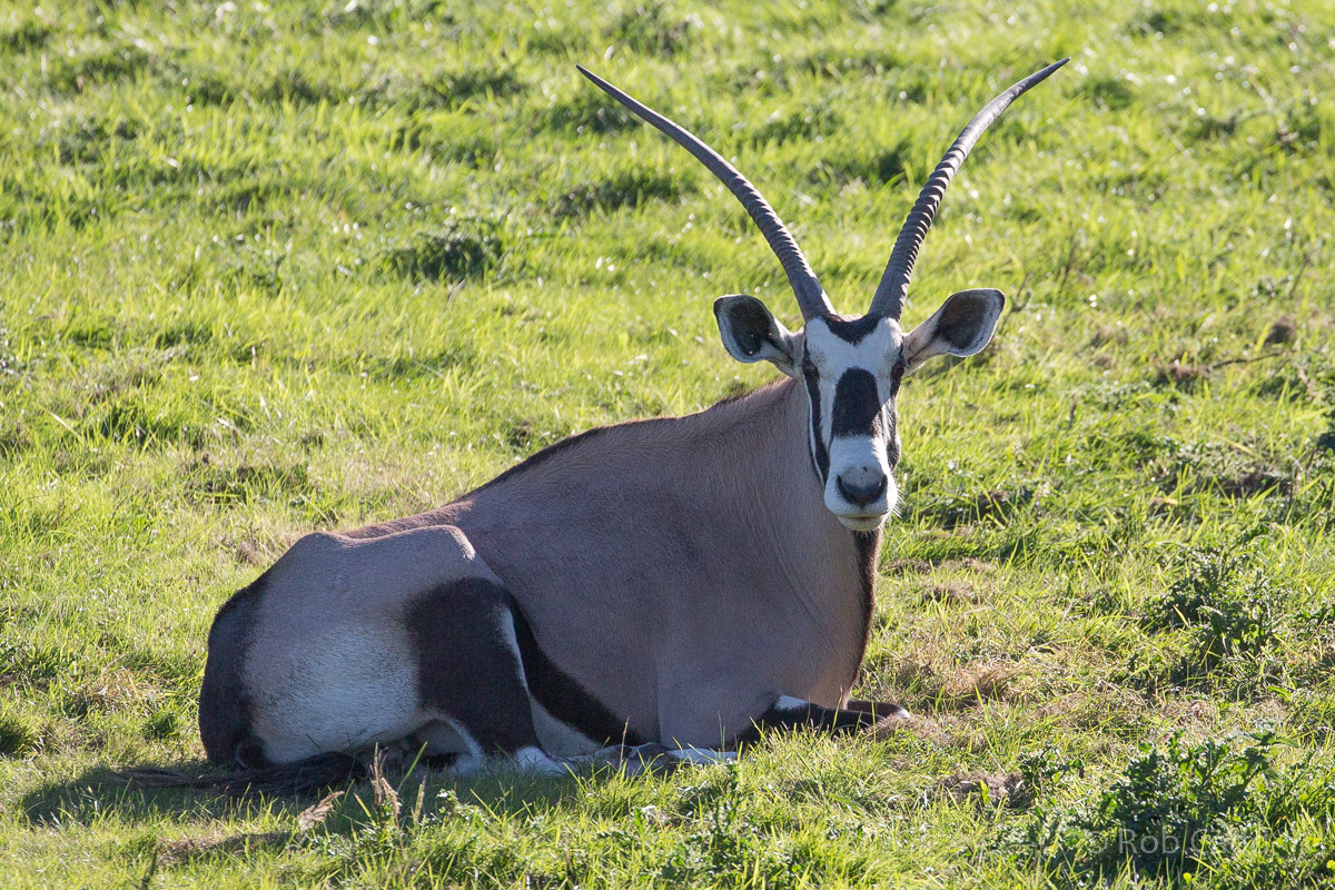 Gemsbok : Whipsnade : 12 Aug 2016