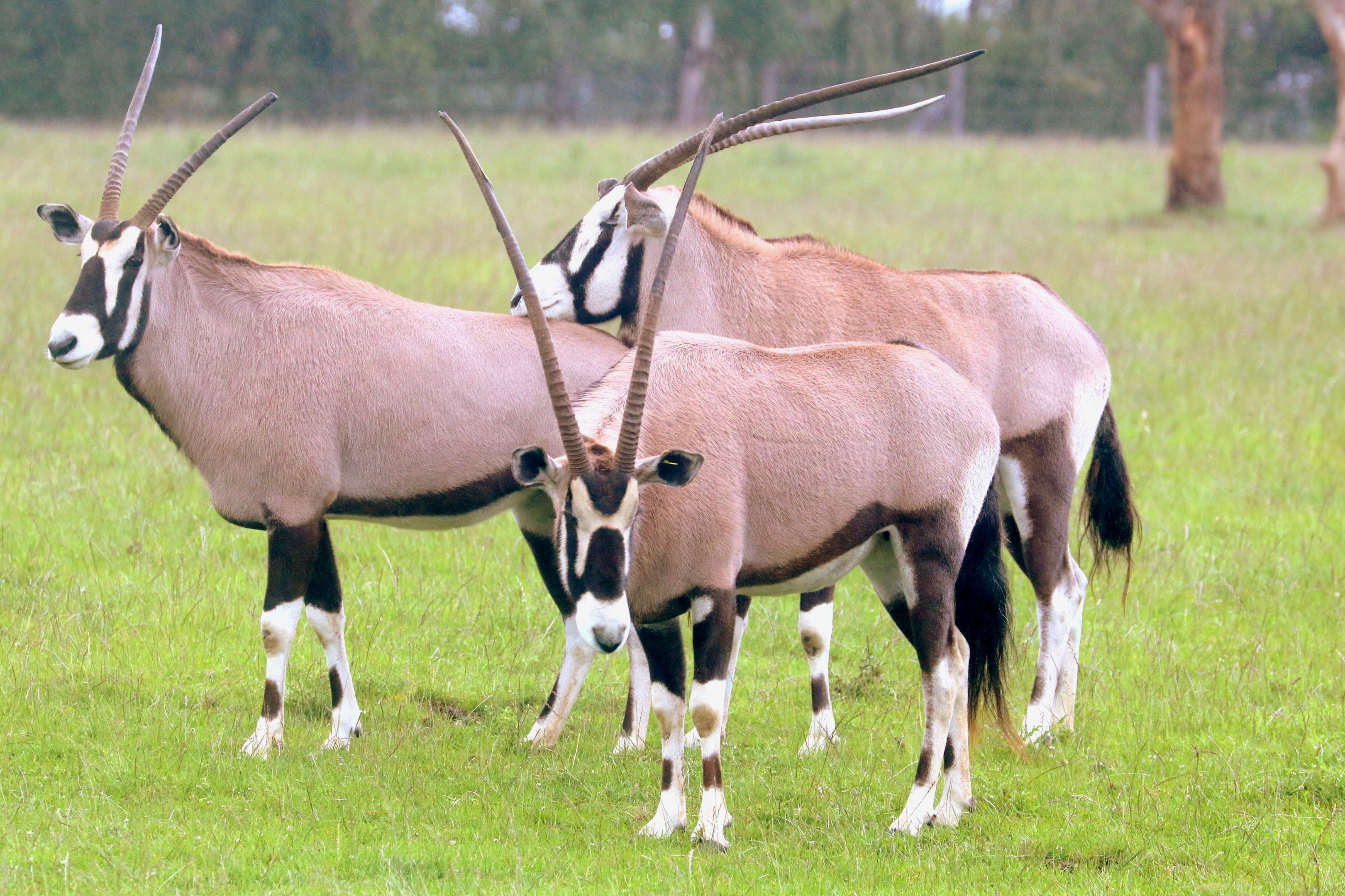 Gemsbok; Whipsnade; 14th June 2019