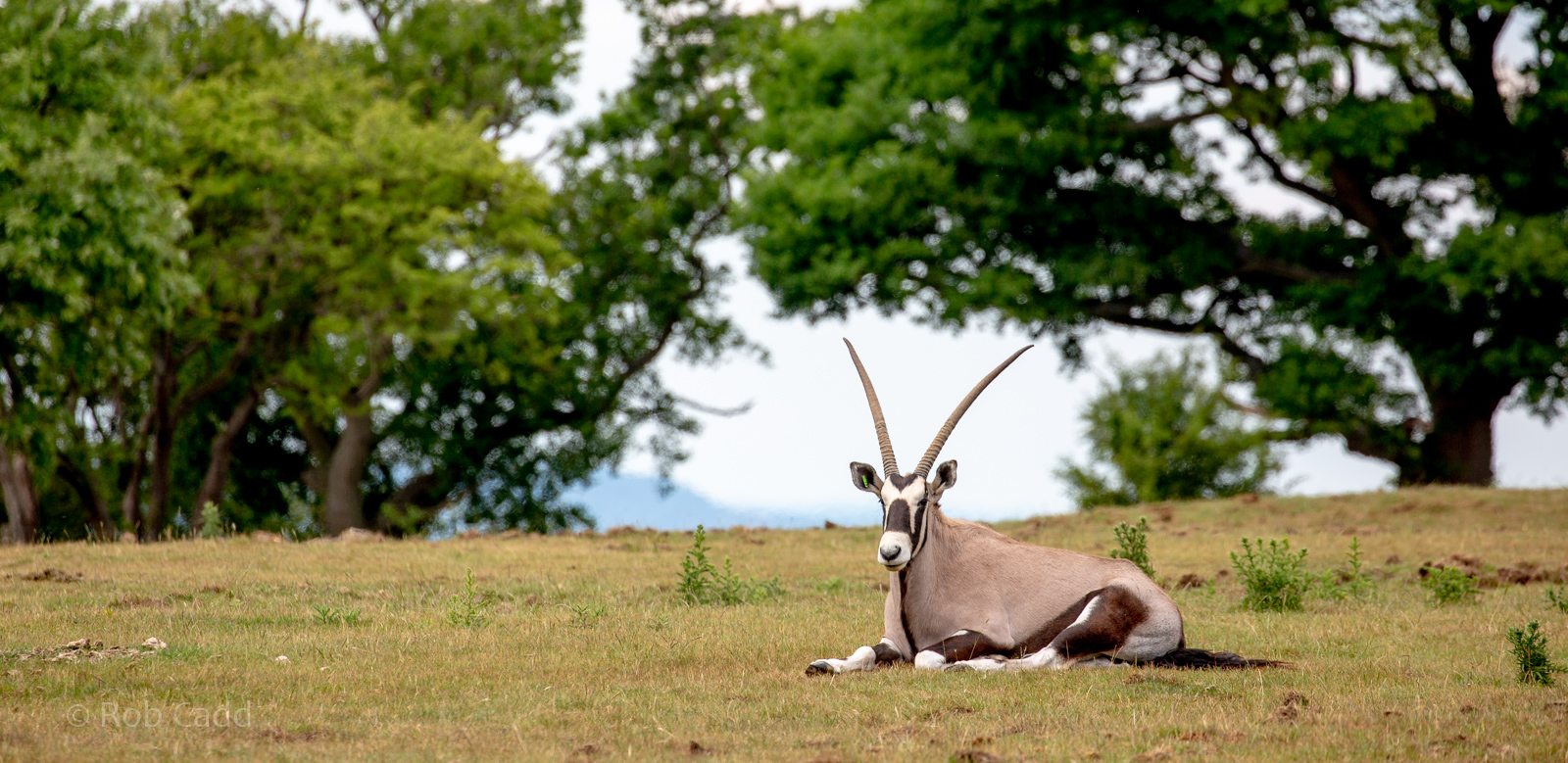 Gemsbok : Whipsnade : 16 Jun 2020