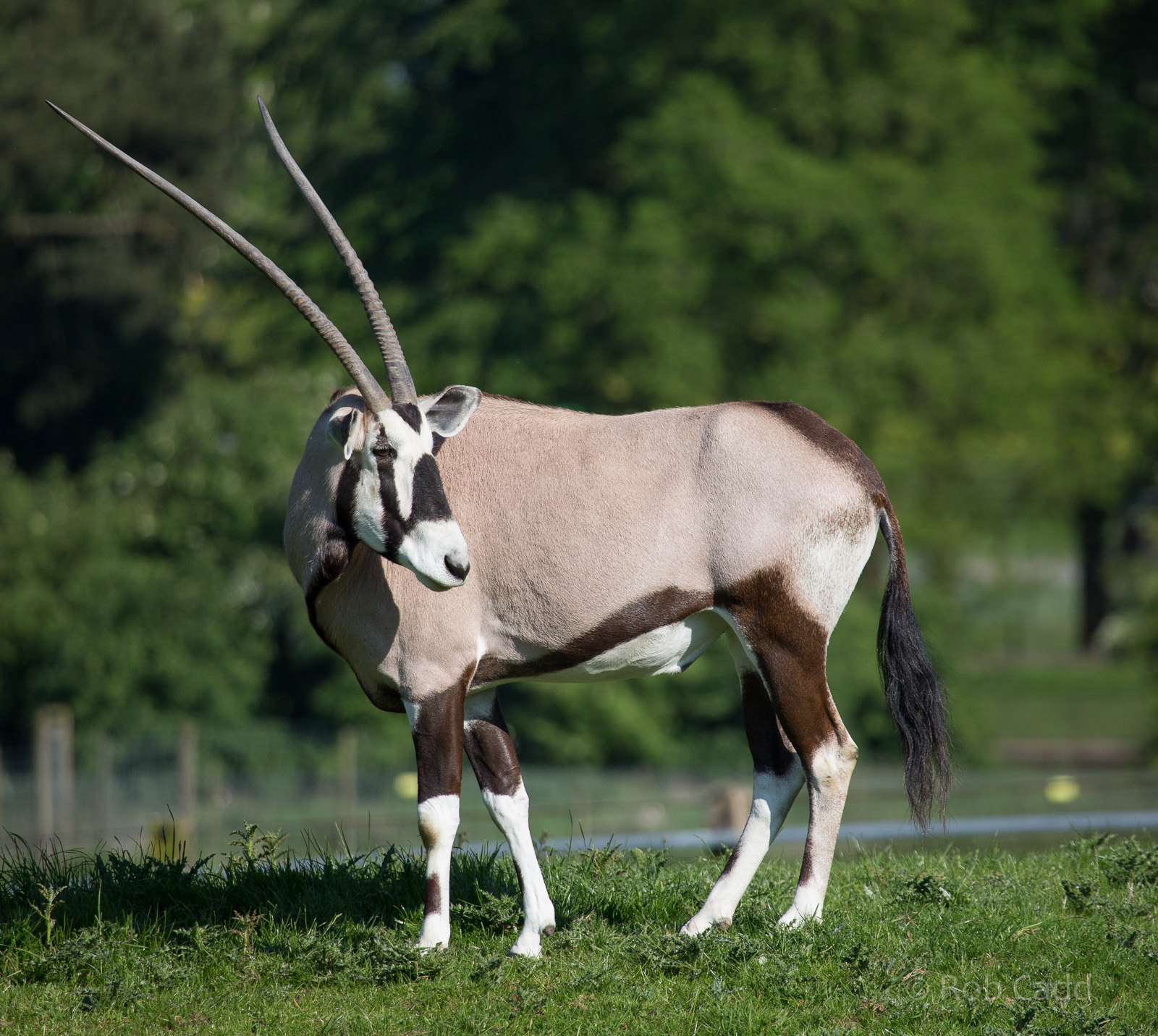 Gemsbok : Whipsnade : 18 May 2014