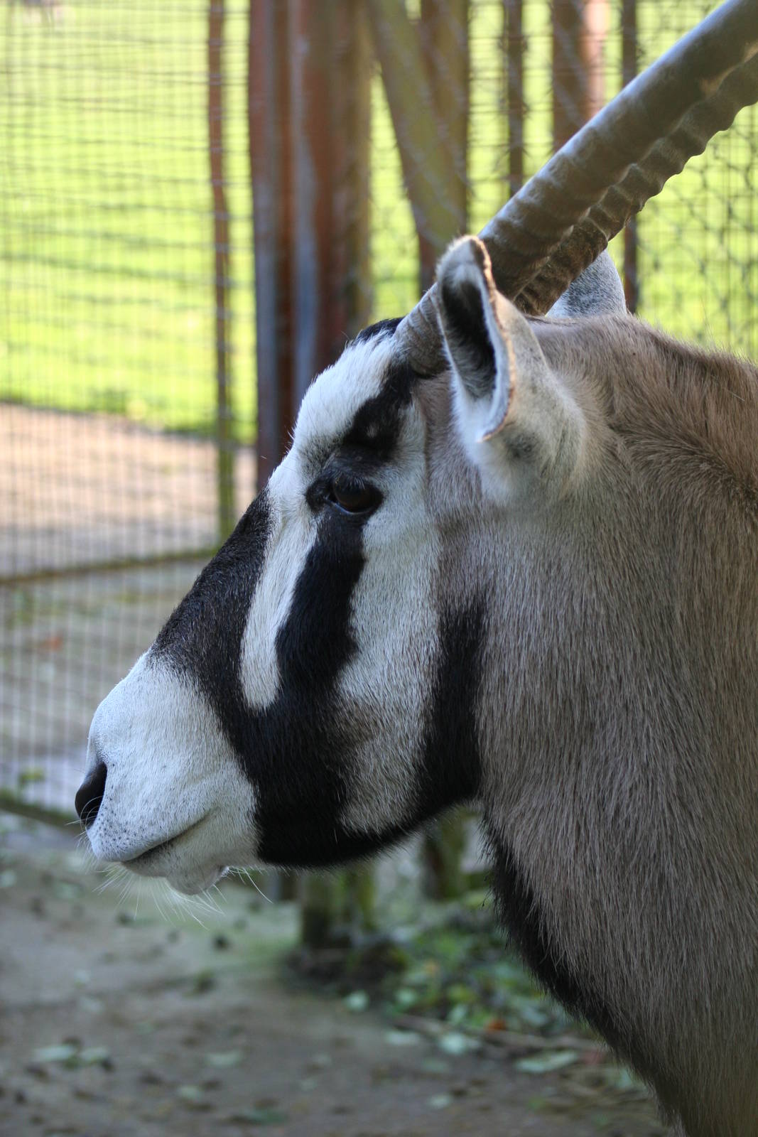 Gemsbok @ Whipsnade; 20.10.2005