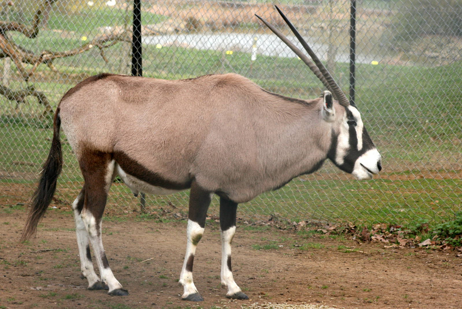 Gemsbok; Whipsnade; 26th March 2011