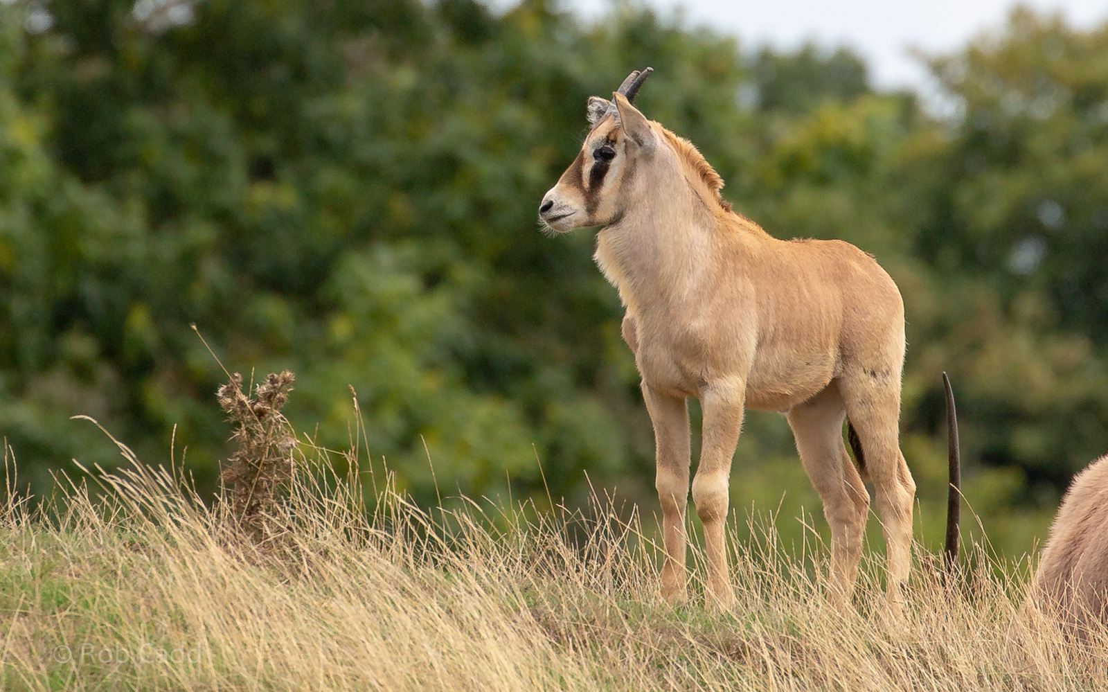 Gemsbok : Whipsnade : 27 Aug 2018