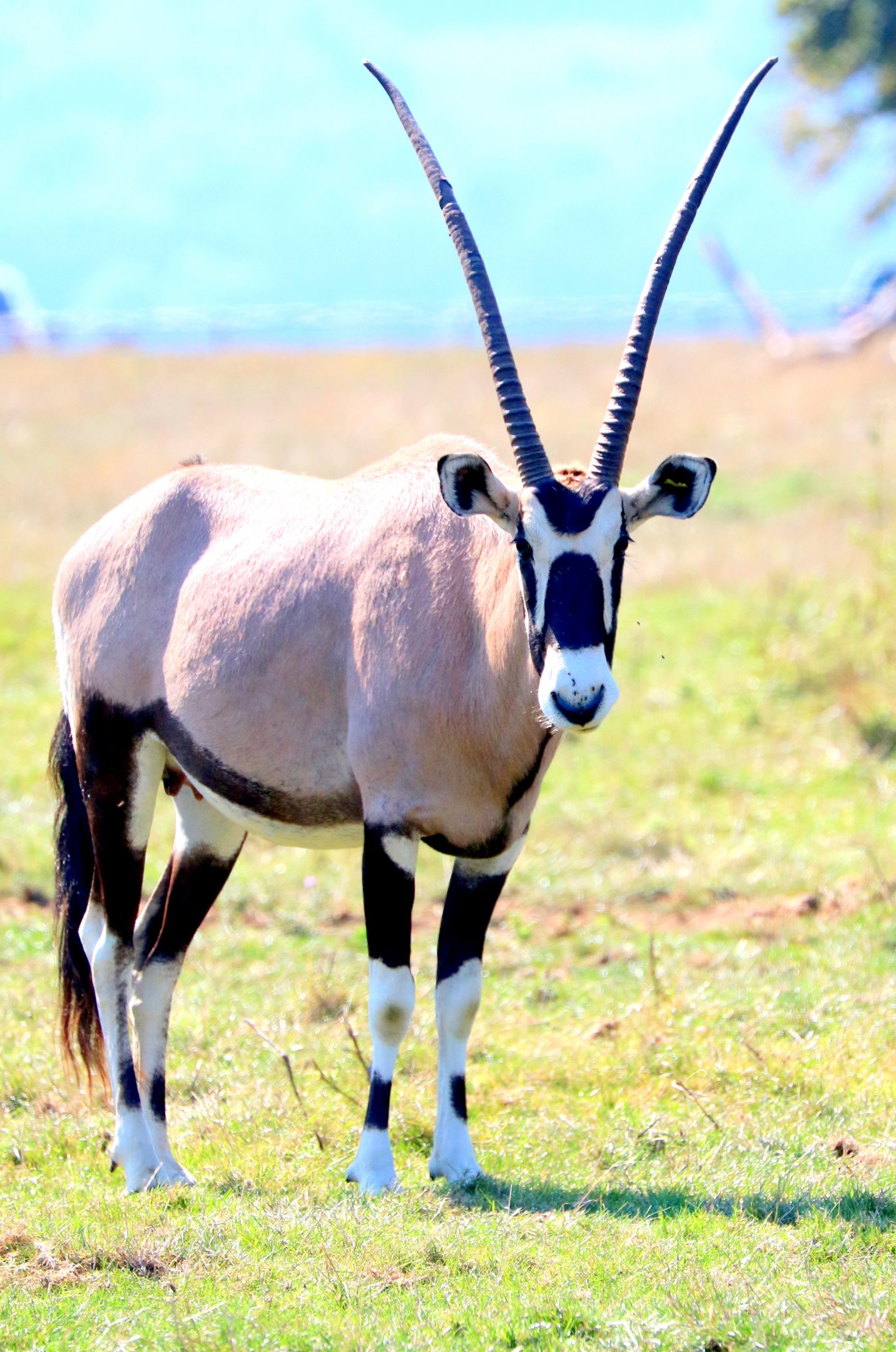 Gemsbok; Whipsnade; 2nd September 2018