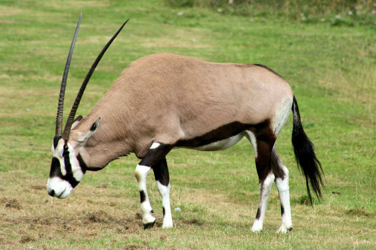 Gemsbok; Whipsnade; 7th September 2013