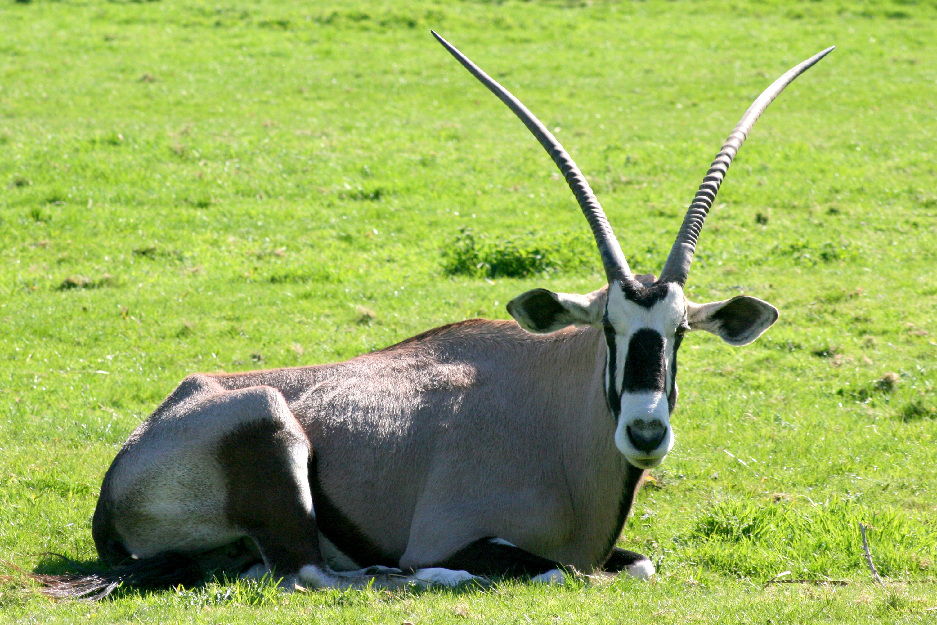 Gemsbok; Whipsnade; 8th April 2017