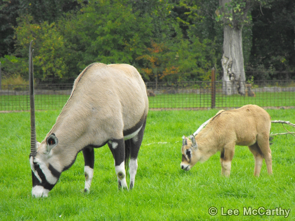 Gemsbok with new calf
