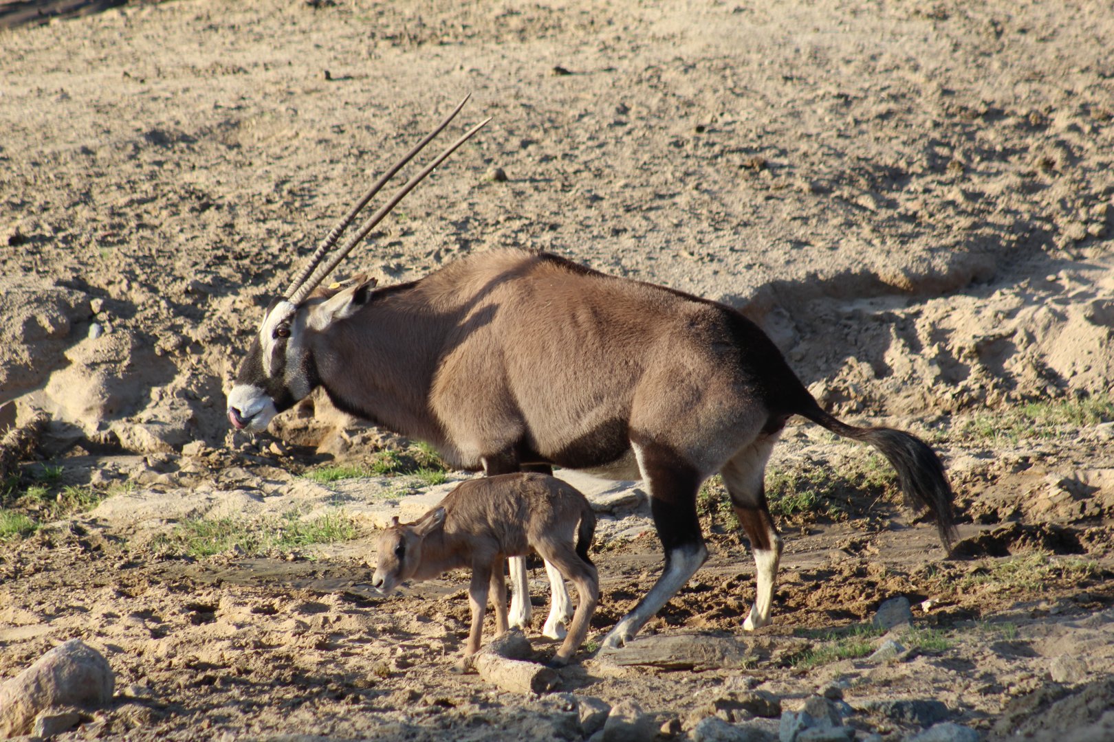 Gemsbok with Newborn